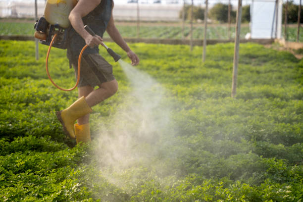 Best Local Pest Control Services  in Walnut Ridge, AR