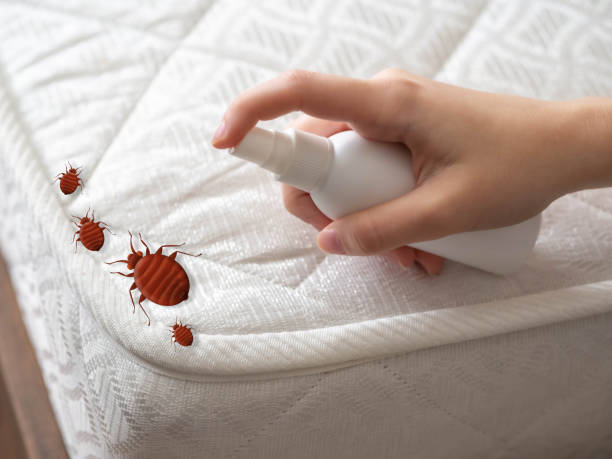 Best Pest Removal Services  in Walnut Ridge, AR